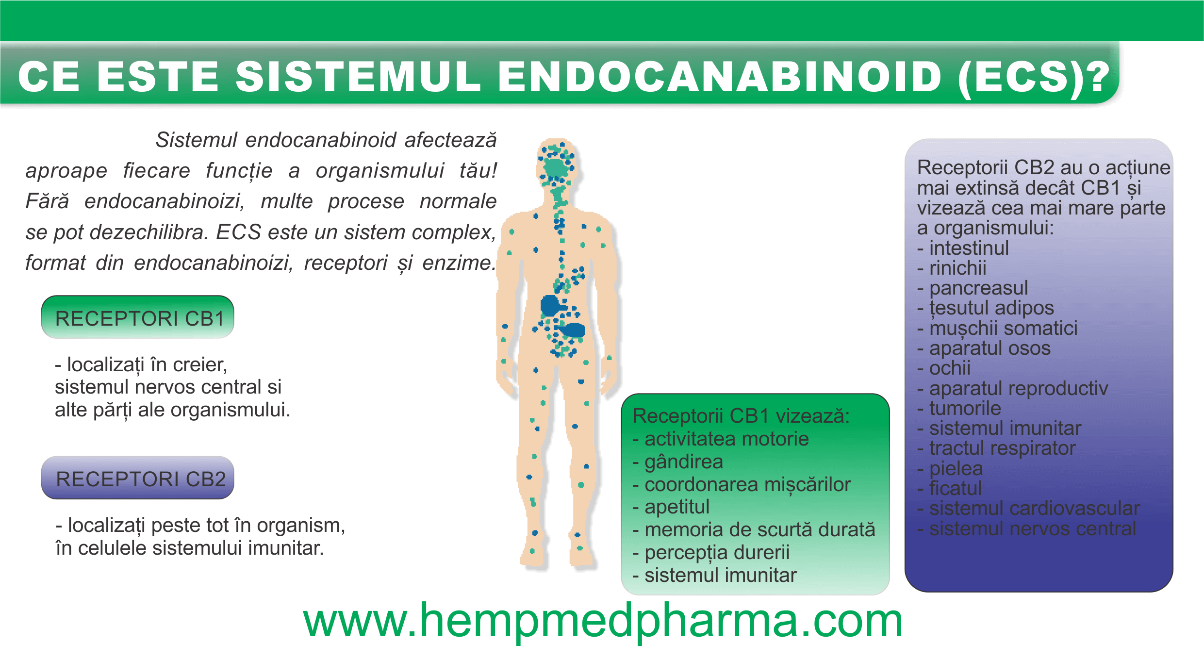 ce este sistemul endocanabinoid ecs 